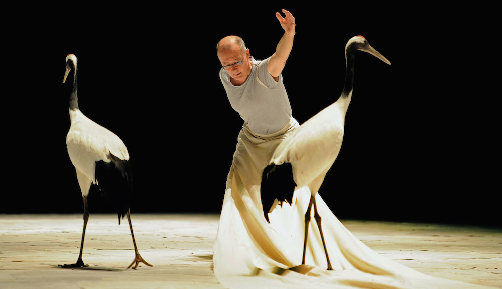 Ballet pour six grues de Luc Petton